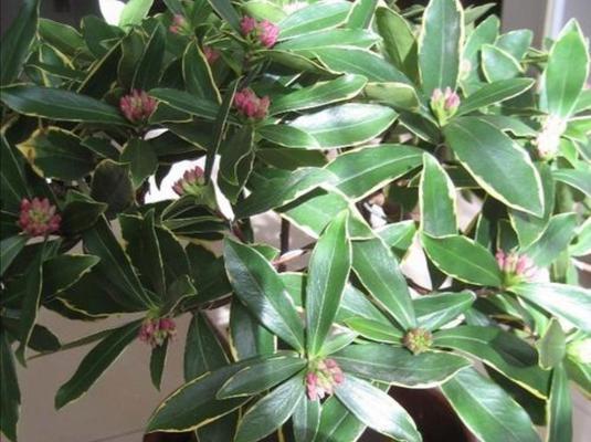春节香花又叫什么花？春节常见的花卉有哪些别称？