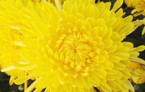 菊花的花语是什么？不同颜色的菊花代表什么含义？