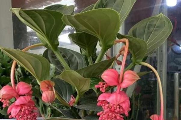 春节香花又叫什么花？春节常见的花卉有哪些别称？