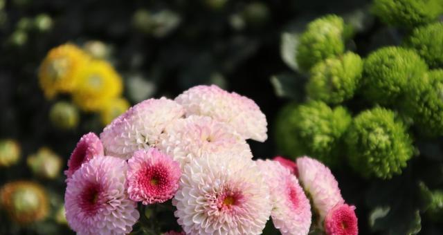 菊花的品质如何辨别？菊花象征着什么含义？