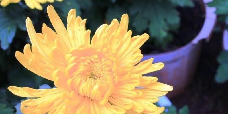 菊花的品质如何辨别？菊花象征着什么含义？