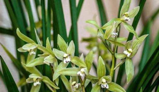 春兰的花期是什么时候？如何正确养护以延长花期？