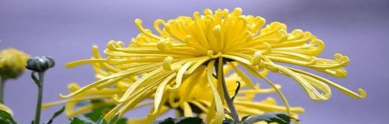 菊花的寓意和花语是什么？如何正确解读菊花的象征意义？