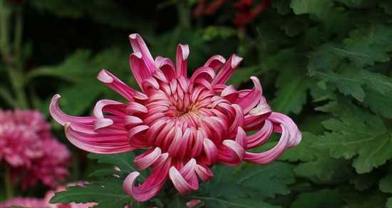 菊花的寓意和花语是什么？如何正确解读菊花的象征意义？