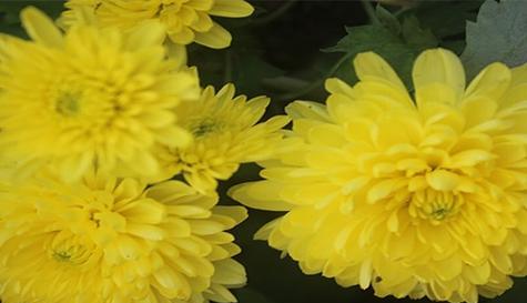 菊花的寓意是什么含义？如何正确理解菊花的文化象征？