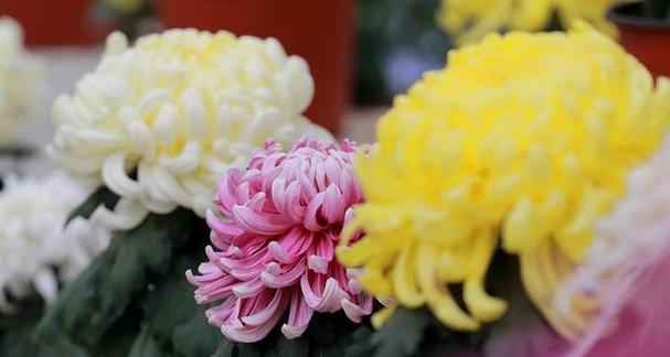 菊花的寓意有哪些？不同颜色和数量的菊花代表什么意义？
