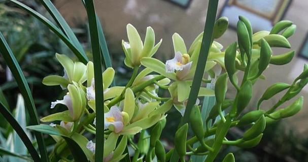 春兰花期多长时间？如何延长兰花的花期？
