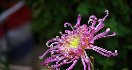 菊花花语是什么？如何理解菊花的不同含义？