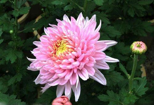 菊花花语是什么？如何理解菊花的不同含义？