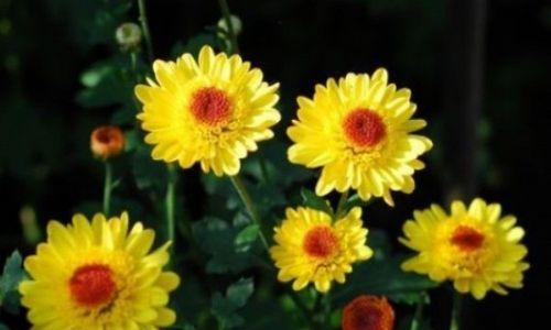 菊花花语是什么？如何理解菊花的不同含义？
