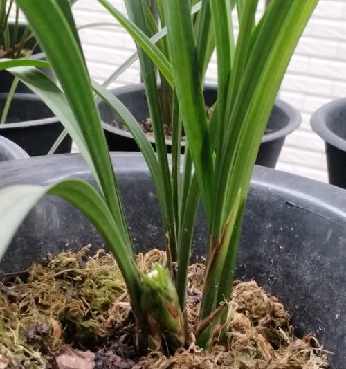 春兰耐寒多少度？如何确保植物安全过冬？