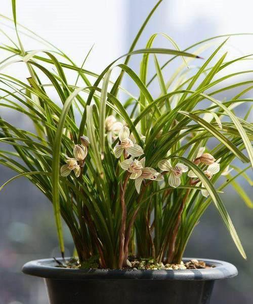 春兰耐寒多少度？如何确保植物安全过冬？