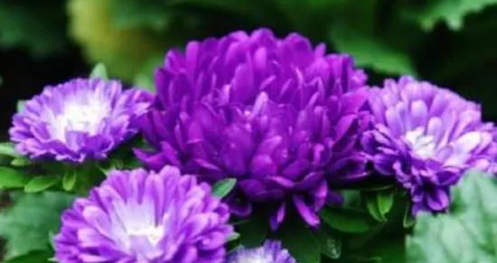 菊花花语代表什么含义？如何正确解读菊花的花语？