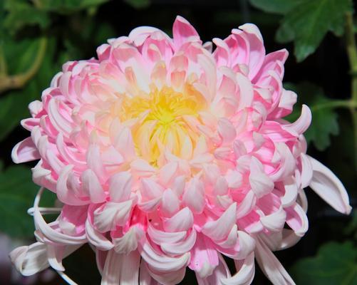 菊花花语代表什么含义？如何正确解读菊花的花语？