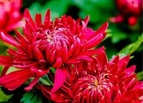 菊花花语代表什么含义？如何正确解读菊花的花语？
