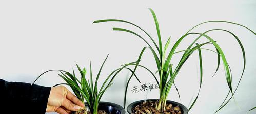 春兰配土方法是什么？种植土壤选择有哪些要点？