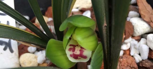 春兰配土方法是什么？种植土壤选择有哪些要点？