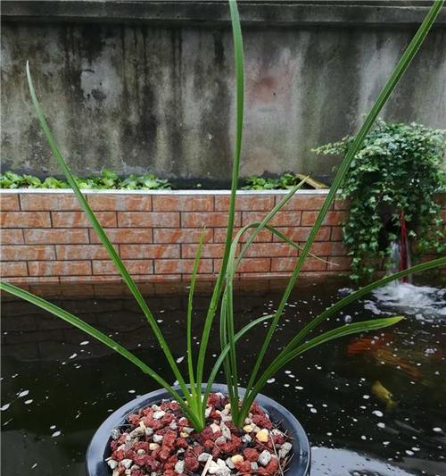 春兰配土方法是什么？种植土壤选择有哪些要点？