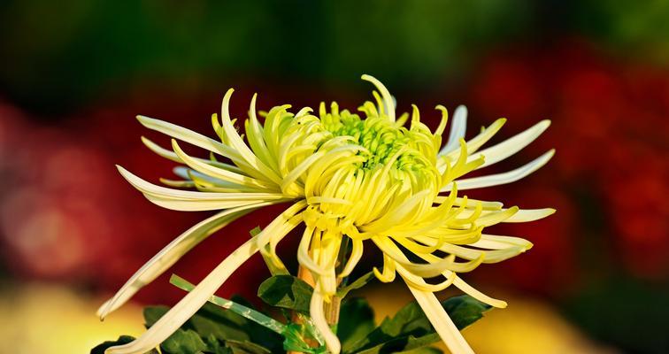 菊花的含义是什么？为什么人们常在重阳节佩戴菊花？