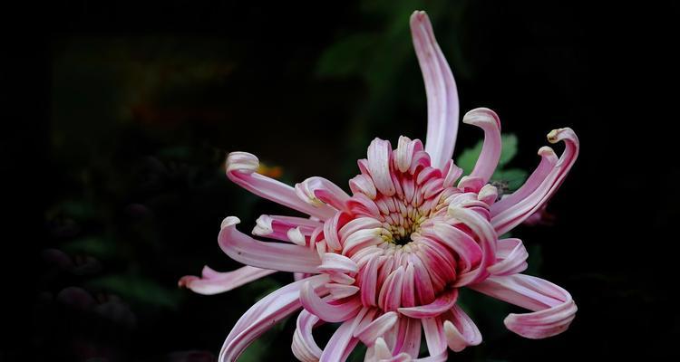 菊花的含义是什么？为什么人们常在重阳节佩戴菊花？