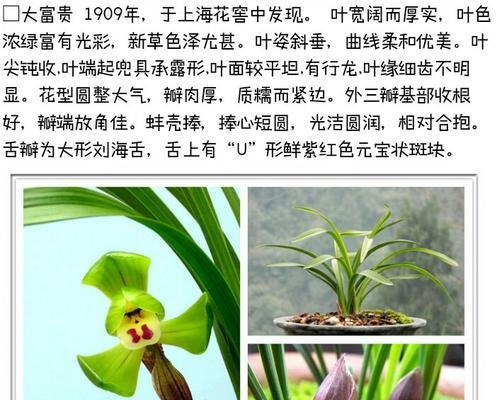 春兰发芽长叶的最佳时间是什么时候？如何促进生长？