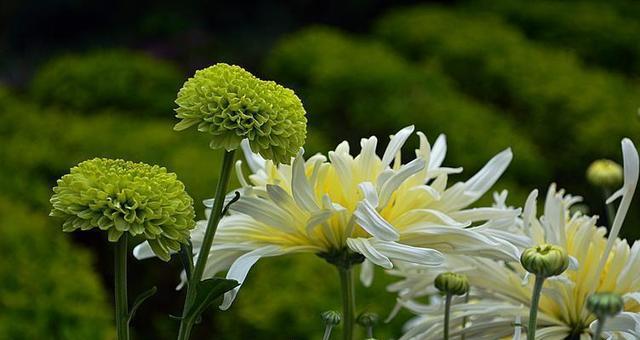 菊花象征着什么？菊花的花语和文化意义是什么？
