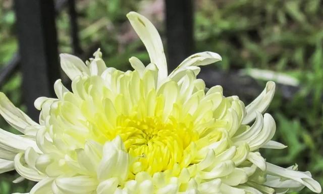 菊花象征着什么？菊花的花语和文化意义是什么？