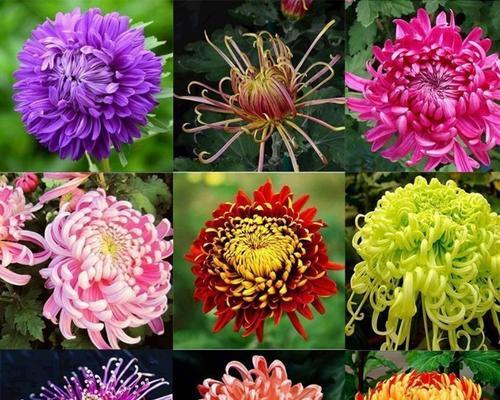 菊花在中国寓意是什么？为何常在重阳节被赏？