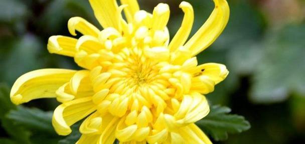 菊花在中国寓意是什么？为何常在重阳节被赏？