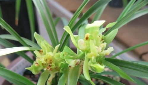 春兰开花时间是何时？一年能开几次花吗？
