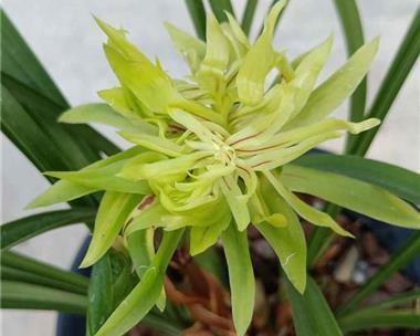 春兰开花时间是何时？一年能开几次花吗？