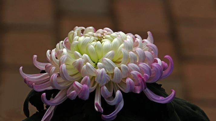 菊花在中国寓意是什么？为何常在重阳节被赏？