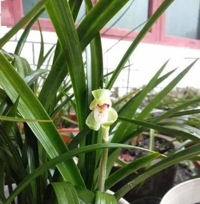 春兰长花苞的最佳时机是什么时候？如何促进花苞生长？