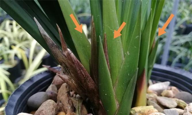 春兰长花苞的最佳时机是什么时候？如何促进花苞生长？