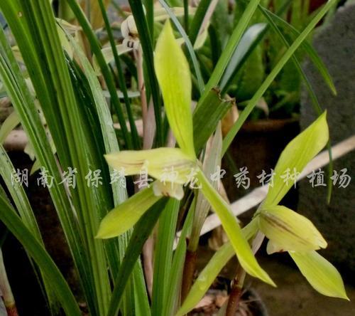 春兰属于保护植物吗？春兰的保护级别是什么？