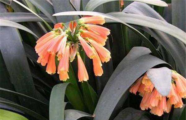 君子兰的花语是什么？如何养护才能花开不断？