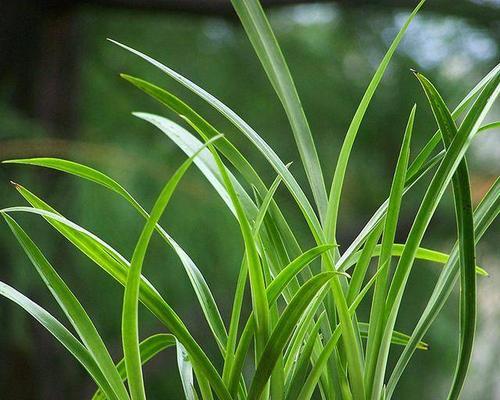 春兰夏天多久浇一次水？夏季养护春兰的正确方法是什么？