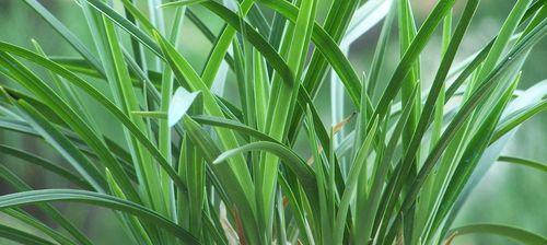 春兰一年开几次花？如何正确养护以促进开花？