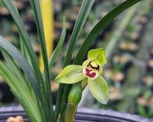 春兰一年开几次花？如何正确养护以促进开花？