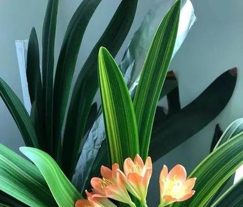 君子兰花语是什么？了解君子兰的寓意和象征意义？