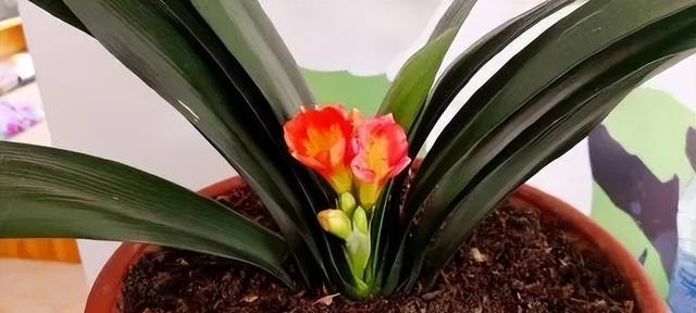 君子兰开花寓意是什么？如何理解君子兰的花语？