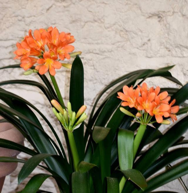 君子兰开花寓意是什么？如何理解君子兰的花语？