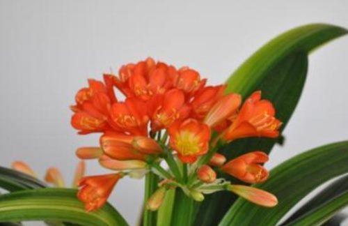 君子兰突然开花代表什么？了解君子兰开花的深层含义？