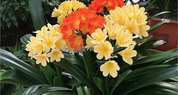 君子兰突然开花代表什么？了解君子兰开花的深层含义？
