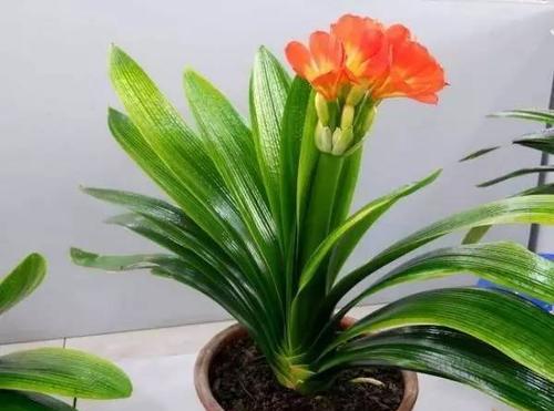 君子兰突然开花代表什么？了解君子兰开花的深层含义？