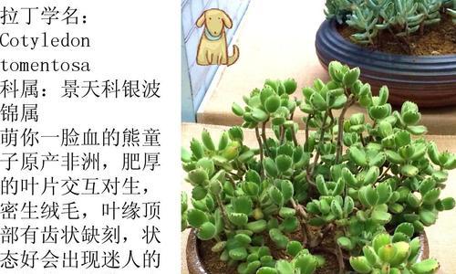 春萌多肉养殖方法有哪些？如何确保其健康成长？