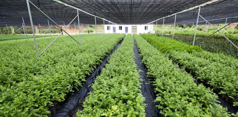 春木是什么木材？春木的特性及用途有哪些？