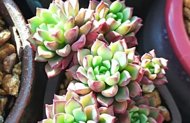 春上多肉爆盆养殖方法是什么？如何实现多肉植物爆盆效果？
