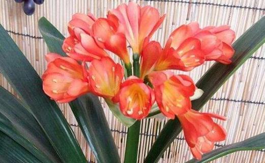 君子兰的寓意和花语是什么？如何养护才能花开富贵？