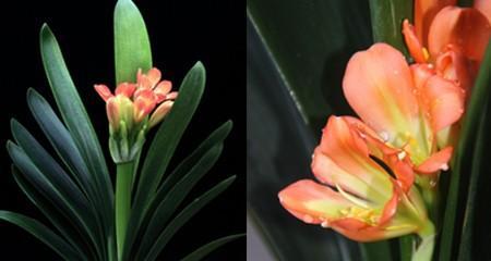 君子兰的寓意和花语是什么？如何养护才能花开富贵？